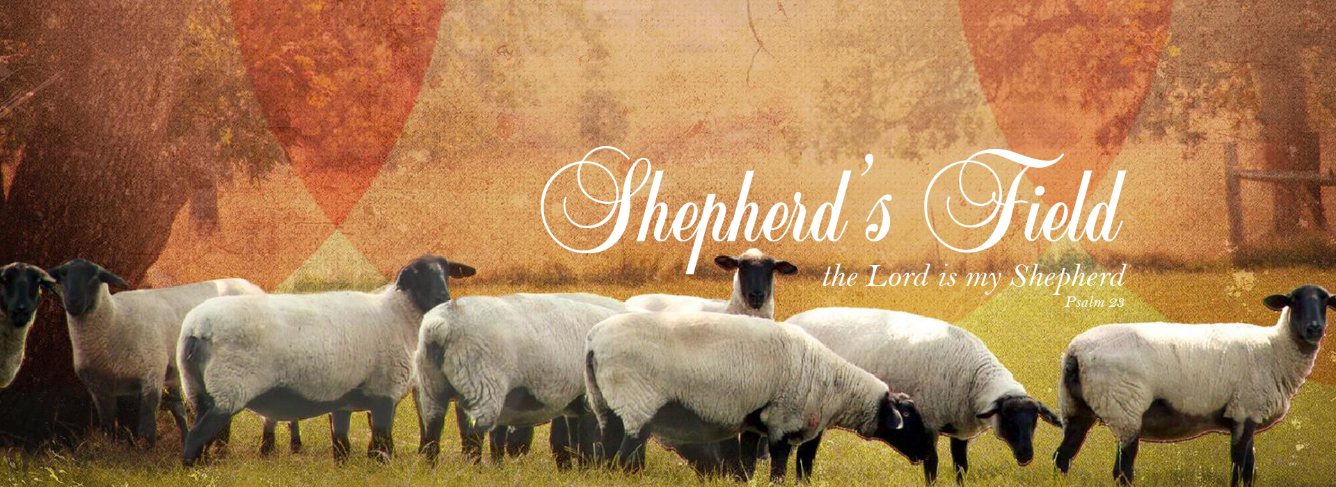 Shepherd